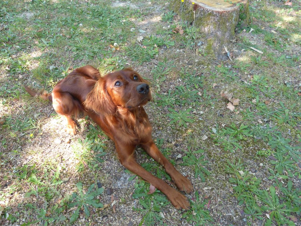 Période  Baby / Puppy